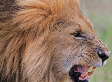 I leoni da tastiera nella giungla della Rete