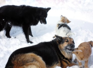 Amare anche il cane anziano